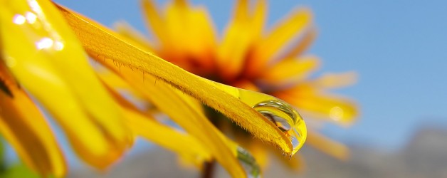 Nam tincidunt diam sit amet